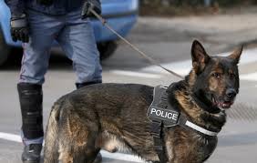 K9 police dog security team